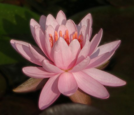 water-lilly-11x14-1_edited-2-copy Praise befits the upright