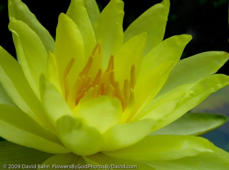 Lily in our back yard water garden