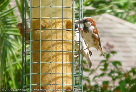 Three birds at our back yard birdfeeder