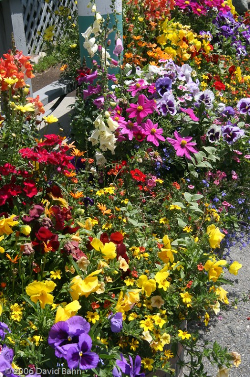 These flowers overflow with life