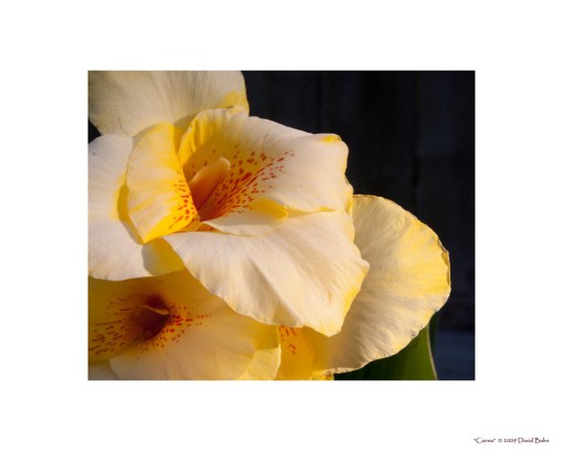 This beautiful flower testifies to the glory of God