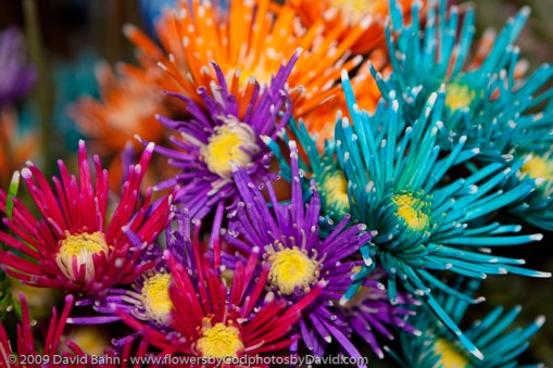 Fiesta Flowers - San Antonio, Texas - April 2009