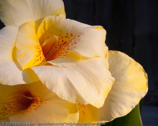 Calla in Late Afternoon