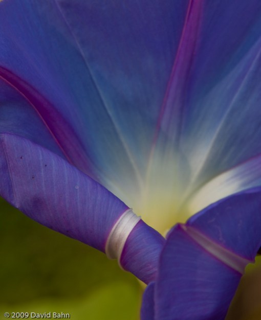 This beautiful blue flower was the single adornment on a split rail fence at Yorktown, Virginia