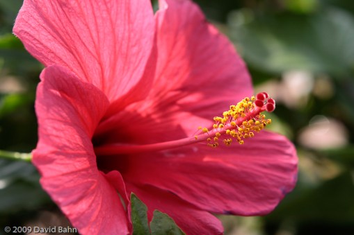 This large hybiscus opens itself to the world and delights those who will pause to look at it.