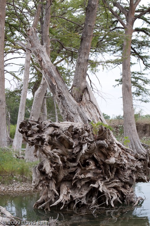 20090905-Comfort_TX-42 A large tree uprooted and hurled against another testifies to the forces of nature.