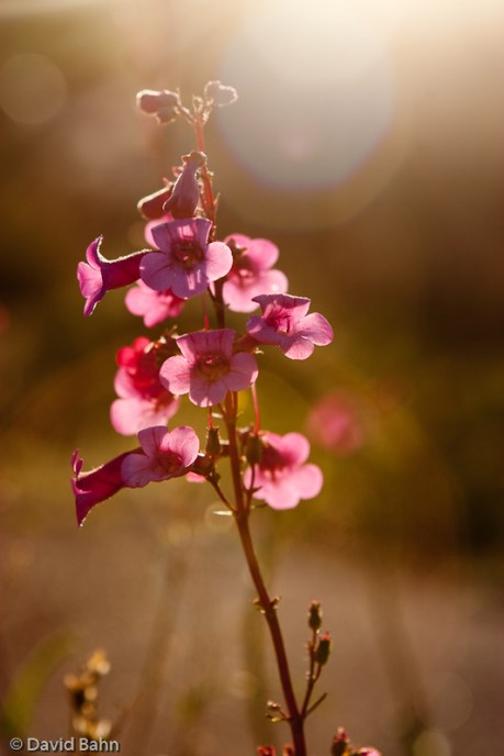 These pink flowers were growing in the desert near Phoenix, Arizona. Beautiful and delicate, they stand in strong contrast to the surrounding landscape.