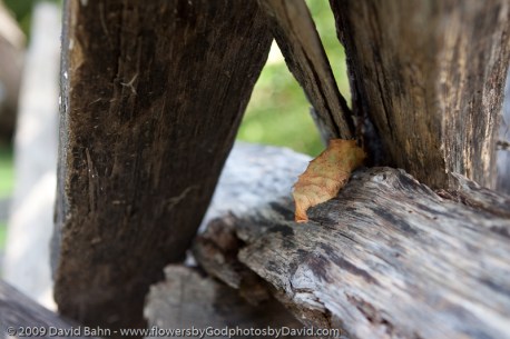 little leaf on a fence Small and easily overlooked this leaf found its place in a corner of a split rail fence.