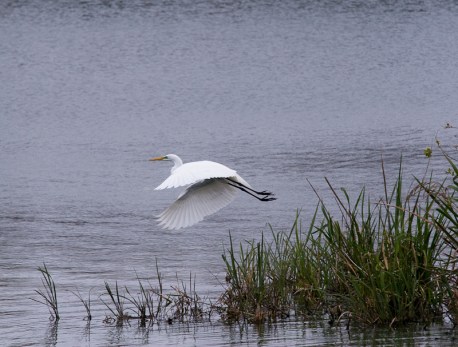 20080314-triptych-center_edited-1-flattened A white crane takes flight