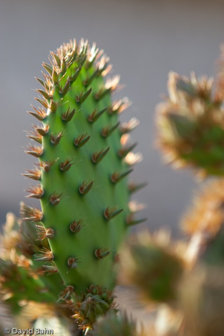Cactus growing near Phoenix, AZ Cactus growing near Phoenix, AZ