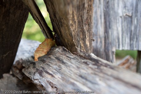 Little leaf in a fence The grass withers, the flower fades, but the word of our God will stand forever. (Isaiah 40:8)