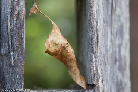 Leaf found in a hole of a fence post