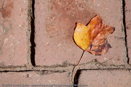 This leaf shows the inevitable process of decay, but retains a beauty worthy of our appreciation.
