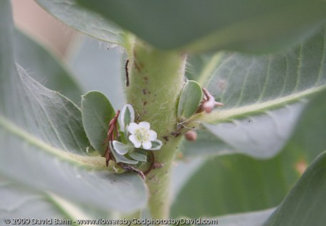 This tiny white flower is nearly hidden by surrounding leaves and stem.