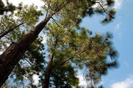 Trees wind and sky praise our God!