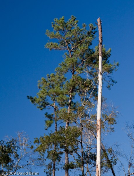 Both the live tree and the dead tree trunk stand tall in this photo.