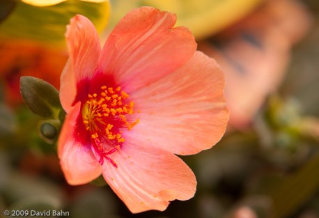 This coral flower has understated nuances of color and simple beauty.