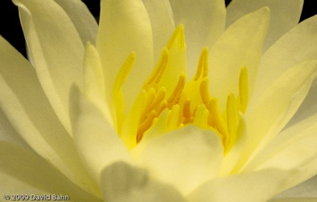 Yellow Water Lily Yellow Water Lily