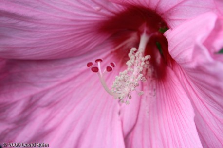 Hibiscus Blossom