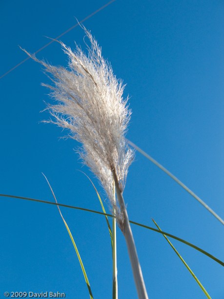 Untitled This white whispy grassy top stands in stark contrast to the blue sky.