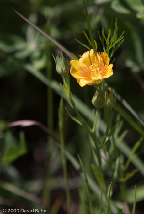 20090419-20090419_Wild Flowers_086