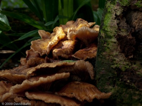 A fungus grows at the base of a tree in the Tampa, Florida Acquarium.
