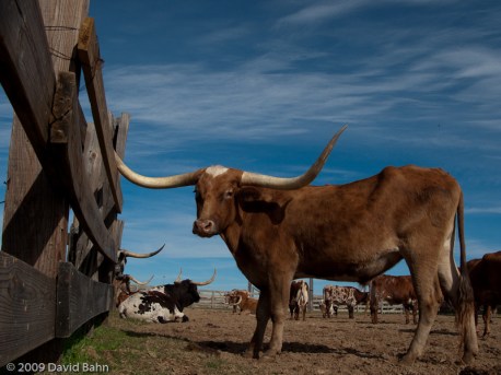 Texas Longhorn Steer