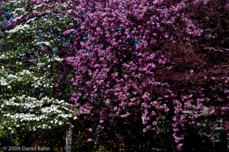 "Flowering Trees" - © David Bahn "Flowering Trees" - © David Bahn