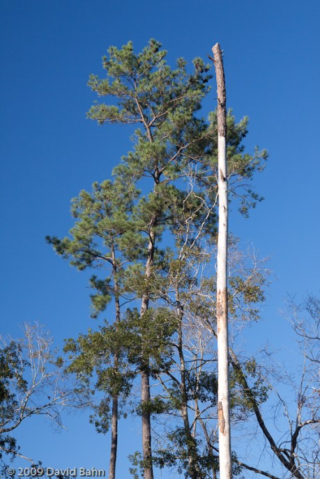 Two Trees - Live and Dead © David Bahn