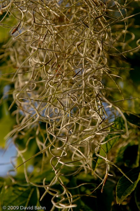 “Tangled Vines” © David Bahn