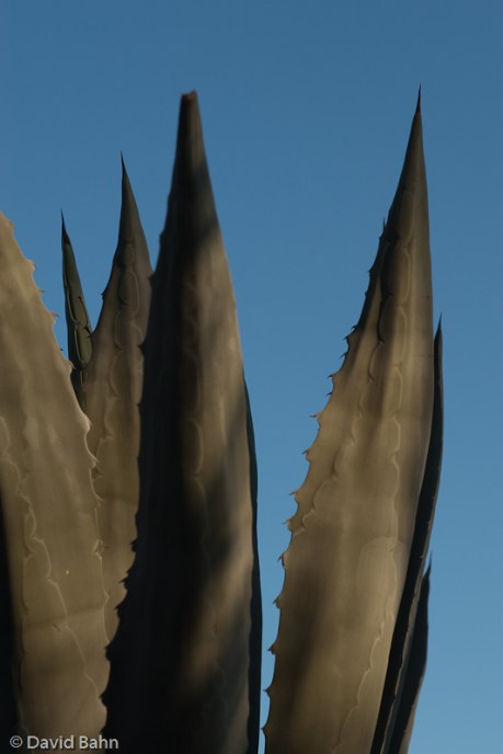 “Reaching Upward” © David Bahn