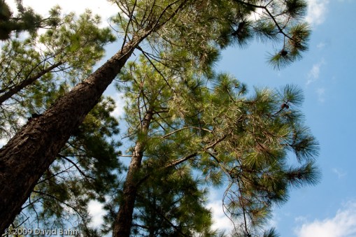 Tall Growing Trees - © David Bahn