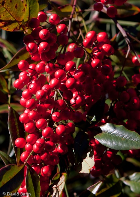 "Cluster of Berries" © David Bahn