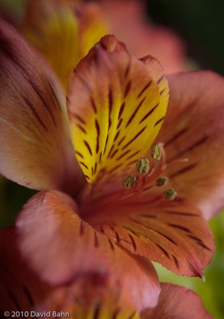 "Flower" © 2010 David Bahn "Flower" © 2010 David Bahn