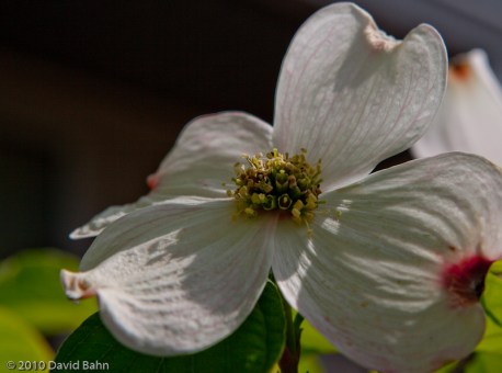"Dogwood Blossom" © 2010 David Bahn