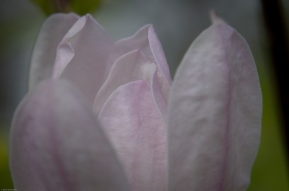 Tulip Tree Blossom - © David Bahn