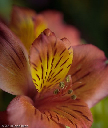 "Alstroemeria" © 2010 David Bahn
