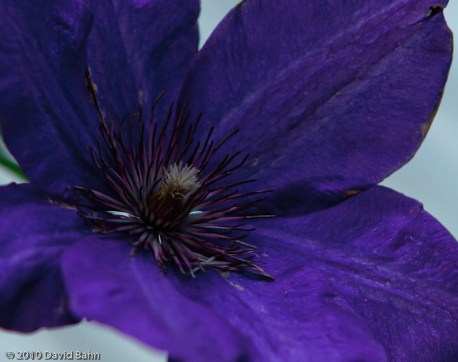 "Clematis" © 2010 David Bahn