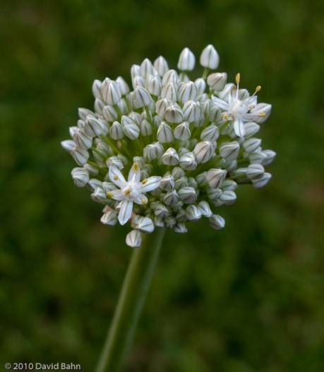 "Onion Blossom" © 2010 David Bahn