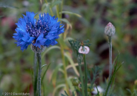"Vivid Blue Wildflower" © 2010 David Bahn "Vivid Blue Wildflower" © 2010 David Bahn