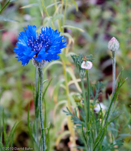"Blue Wildflower" © 2010 David Bahn "Blue Wildflower" © 2010 David Bahn