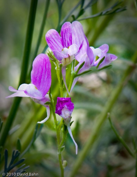 "Wildflowers" © 2010 David Bahn "Wildflowers" © 2010 David Bahn