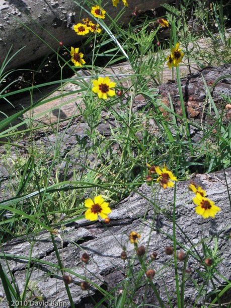 Black-eyed Susans Black-eyed Susans