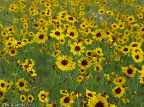 Blackeyed Susans