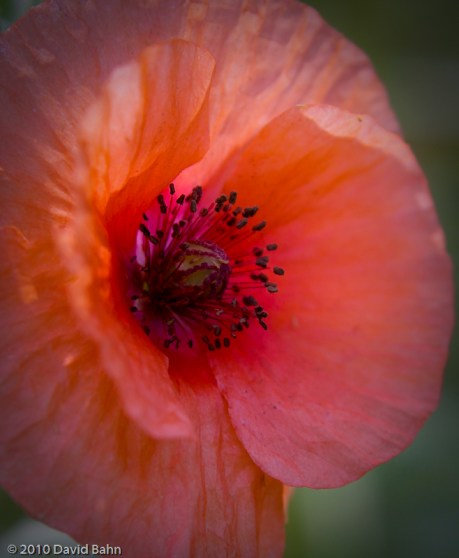 Poppy