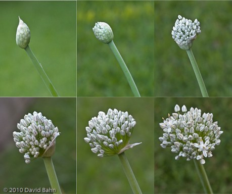 20100604-Onion Study Onion Study