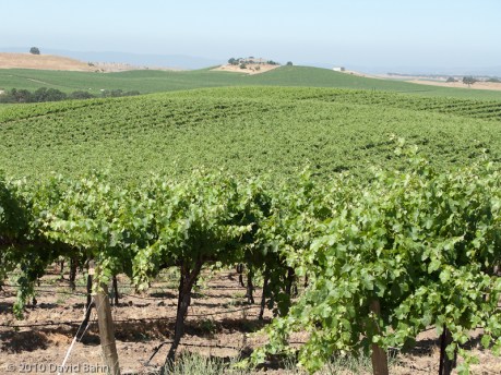 A View of the Vineyard A View of the Vineyard