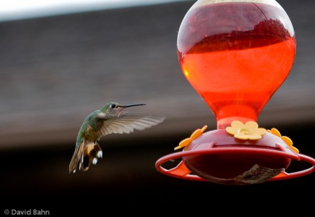 Humming Bird Humming Bird