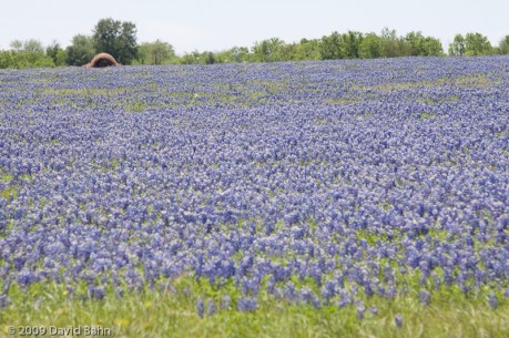 Field of Texas Blue Bonnets