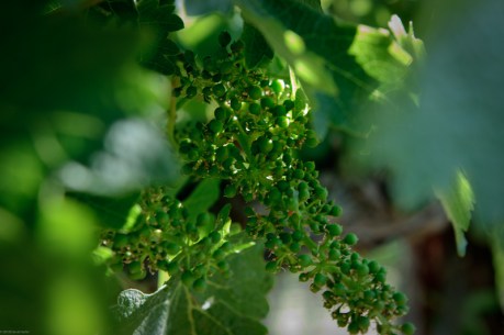 Fruit of the Vine Fruit of the Vine